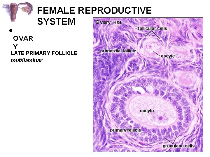 FEMALE REPRODUCTIVE SYSTEM OVAR Y LATE PRIMARY FOLLICLE multilaminar 