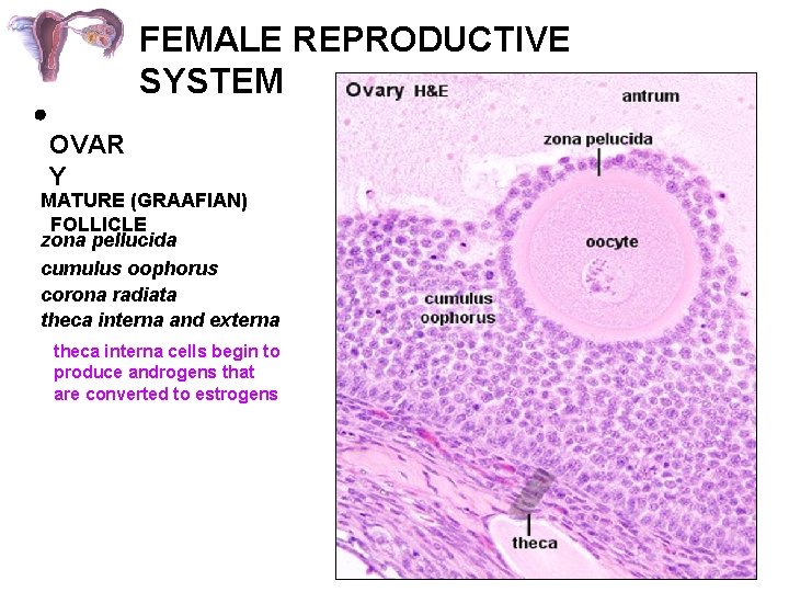 FEMALE REPRODUCTIVE SYSTEM OVAR Y MATURE (GRAAFIAN) FOLLICLE zona pellucida cumulus oophorus corona radiata
