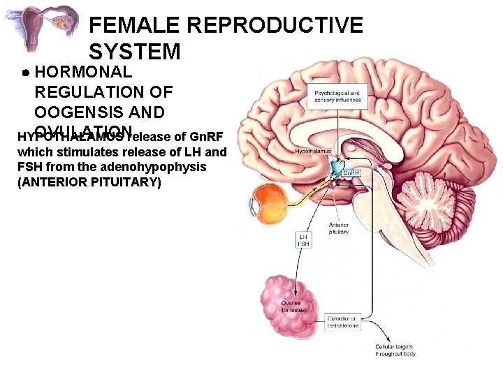 FEMALE REPRODUCTIVE SYSTEM HORMONAL REGULATION OF OOGENSIS AND OVULATIONrelease of Gn. RF HYPOTHALAMUS which