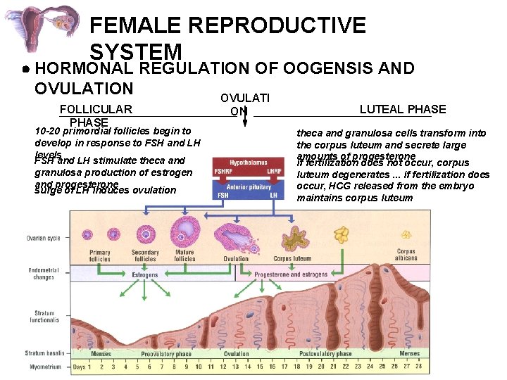 FEMALE REPRODUCTIVE SYSTEM HORMONAL REGULATION OF OOGENSIS AND OVULATION OVULATI FOLLICULAR PHASE 10 -20