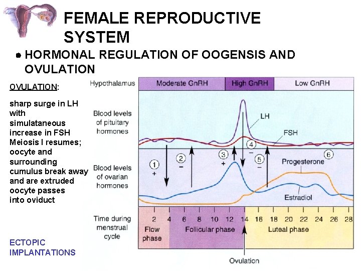 FEMALE REPRODUCTIVE SYSTEM HORMONAL REGULATION OF OOGENSIS AND OVULATION: sharp surge in LH with