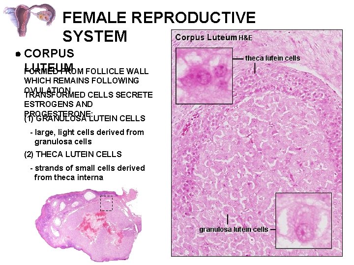 FEMALE REPRODUCTIVE SYSTEM CORPUS LUTEUM FORMED FROM FOLLICLE WALL WHICH REMAINS FOLLOWING OVULATION TRANSFORMED