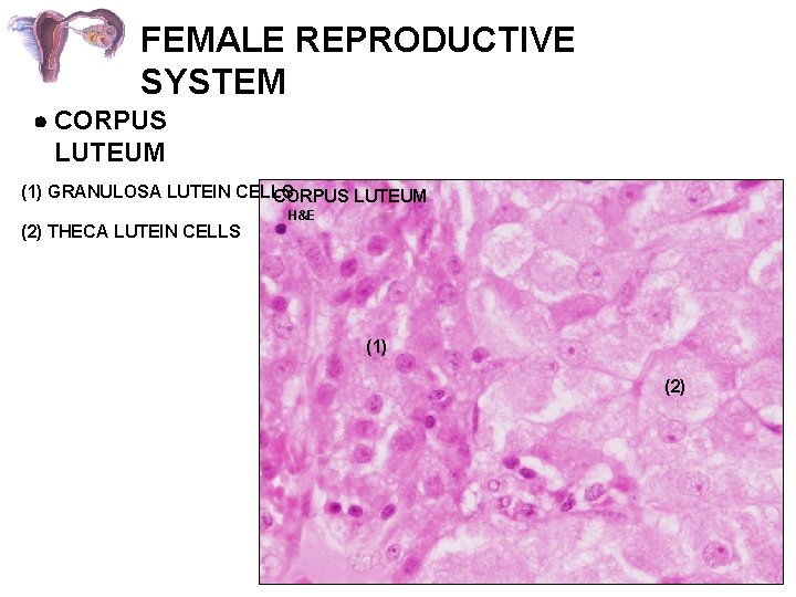 FEMALE REPRODUCTIVE SYSTEM CORPUS LUTEUM (1) GRANULOSA LUTEIN CELLS CORPUS LUTEUM (2) THECA LUTEIN