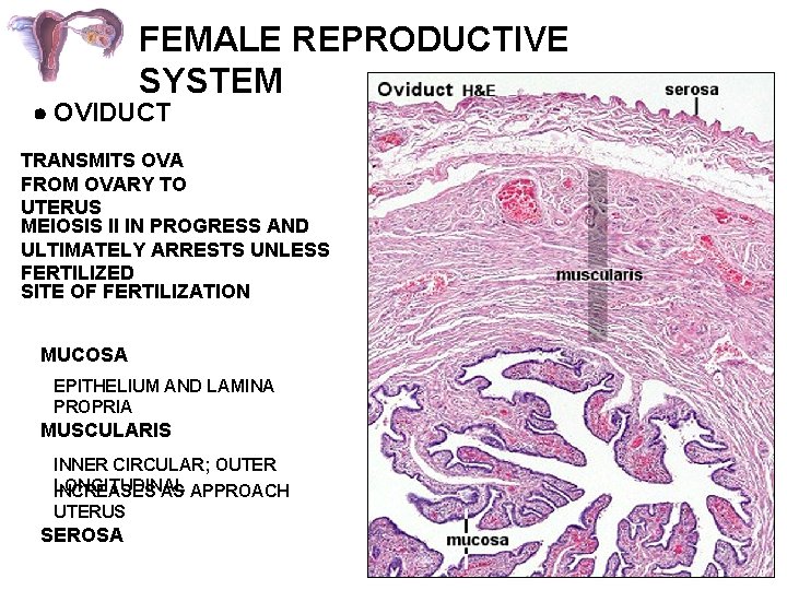 FEMALE REPRODUCTIVE SYSTEM OVIDUCT TRANSMITS OVA FROM OVARY TO UTERUS MEIOSIS II IN PROGRESS