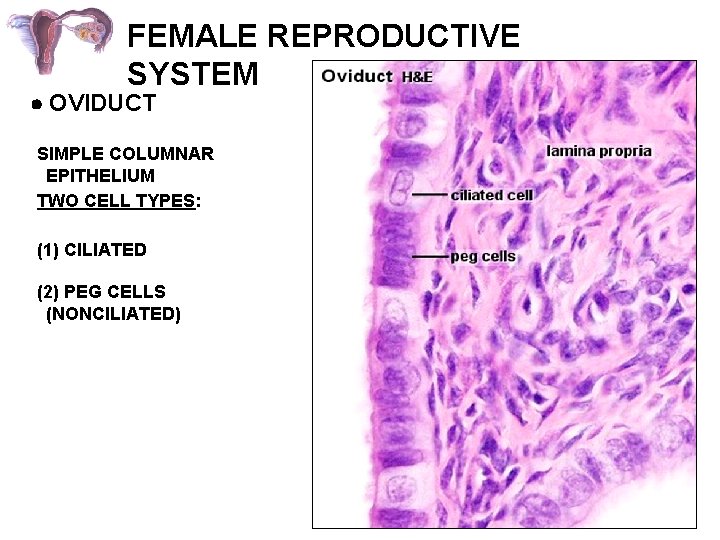 FEMALE REPRODUCTIVE SYSTEM OVIDUCT SIMPLE COLUMNAR EPITHELIUM TWO CELL TYPES: (1) CILIATED (2) PEG