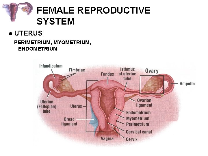 FEMALE REPRODUCTIVE SYSTEM UTERUS PERIMETRIUM, MYOMETRIUM, ENDOMETRIUM 