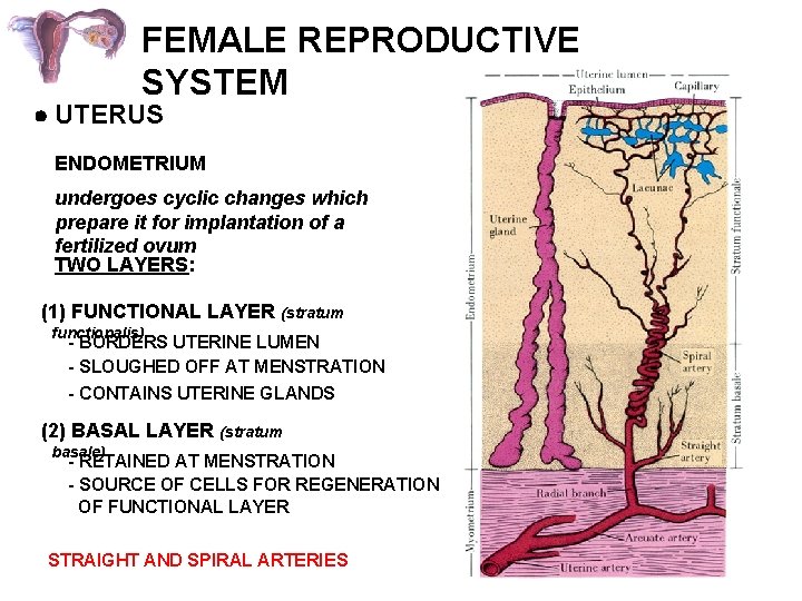 FEMALE REPRODUCTIVE SYSTEM UTERUS ENDOMETRIUM undergoes cyclic changes which prepare it for implantation of