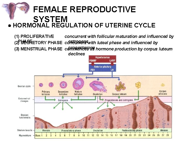 FEMALE REPRODUCTIVE SYSTEM HORMONAL REGULATION OF UTERINE CYCLE (1) PROLIFERATIVE concurrent with follicular maturation