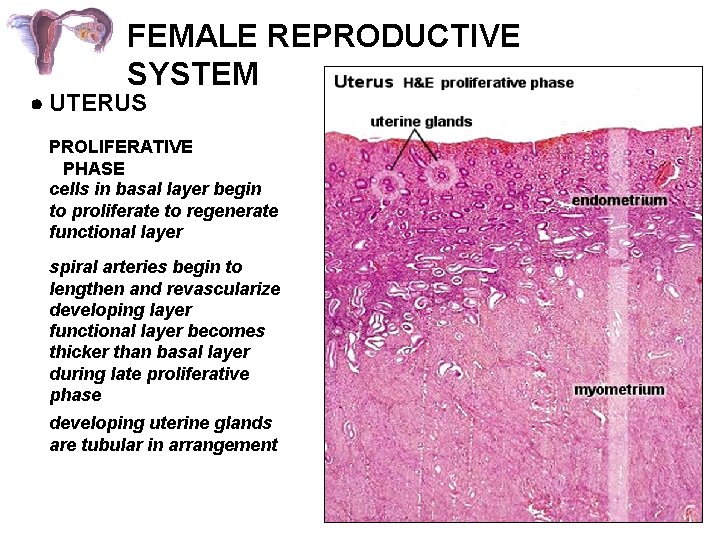 FEMALE REPRODUCTIVE SYSTEM UTERUS PROLIFERATIVE PHASE cells in basal layer begin to proliferate to