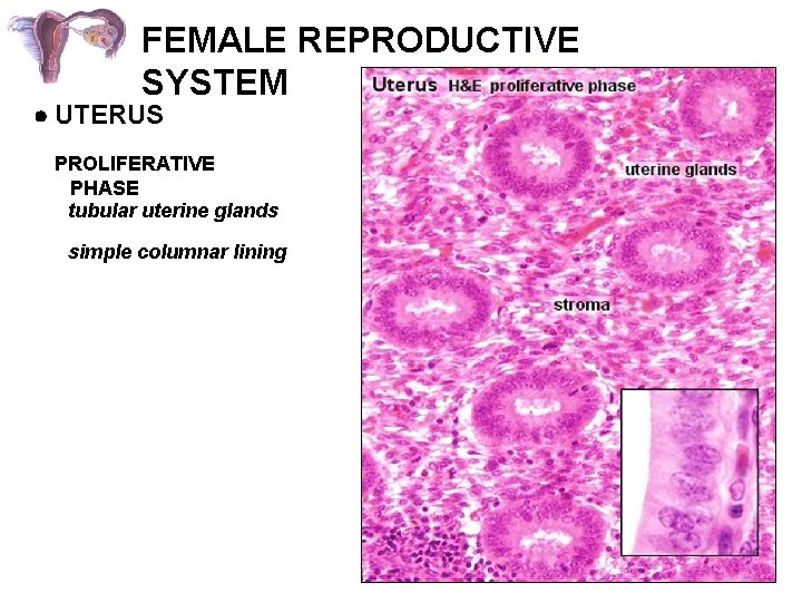 FEMALE REPRODUCTIVE SYSTEM UTERUS PROLIFERATIVE PHASE tubular uterine glands simple columnar lining 