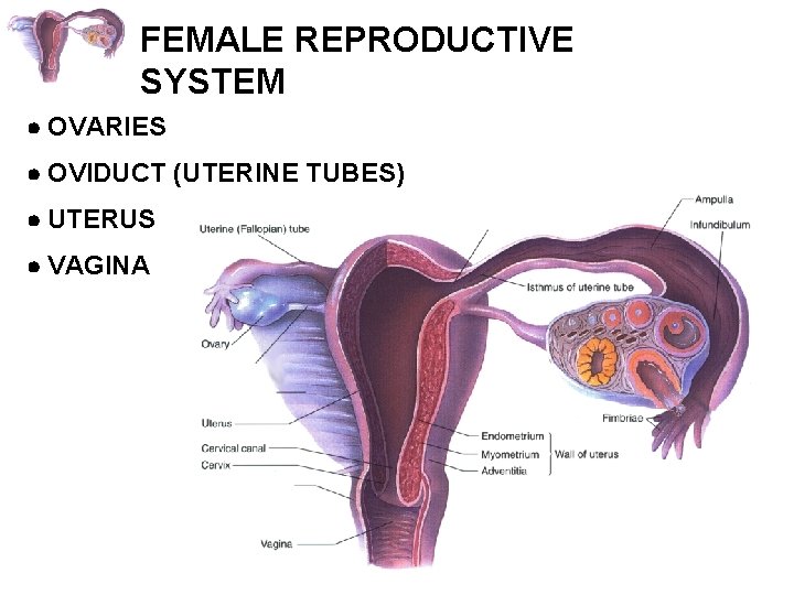 FEMALE REPRODUCTIVE SYSTEM OVARIES OVIDUCT (UTERINE TUBES) UTERUS VAGINA 