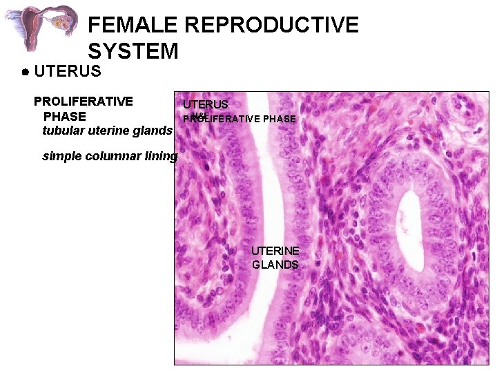 FEMALE REPRODUCTIVE SYSTEM UTERUS PROLIFERATIVE UTERUS H&E PHASE PROLIFERATIVE PHASE tubular uterine glands simple