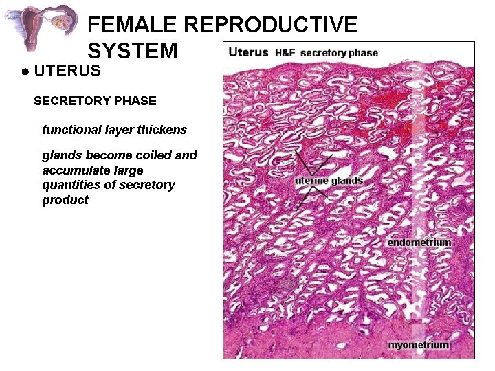 FEMALE REPRODUCTIVE SYSTEM UTERUS SECRETORY PHASE functional layer thickens glands become coiled and accumulate