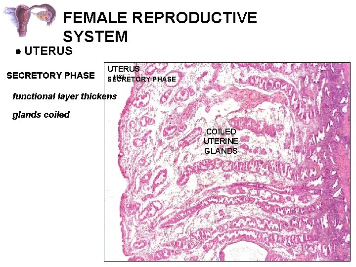 FEMALE REPRODUCTIVE SYSTEM UTERUS SECRETORY PHASE UTERUS H&E SECRETORY PHASE functional layer thickens glands