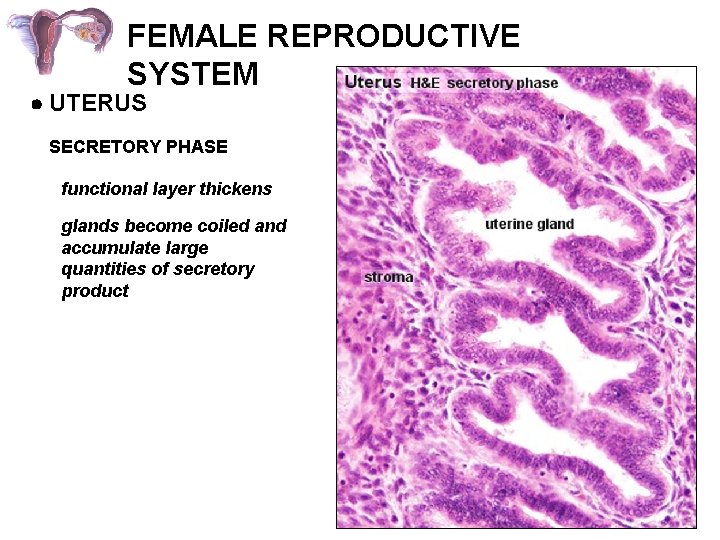 FEMALE REPRODUCTIVE SYSTEM UTERUS SECRETORY PHASE functional layer thickens glands become coiled and accumulate