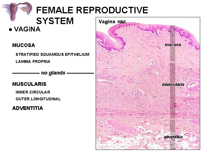 FEMALE REPRODUCTIVE SYSTEM VAGINA MUCOSA STRATIFIED SQUAMOUS EPITHELIUM LAMINA PROPRIA -------- no glands --------MUSCULARIS
