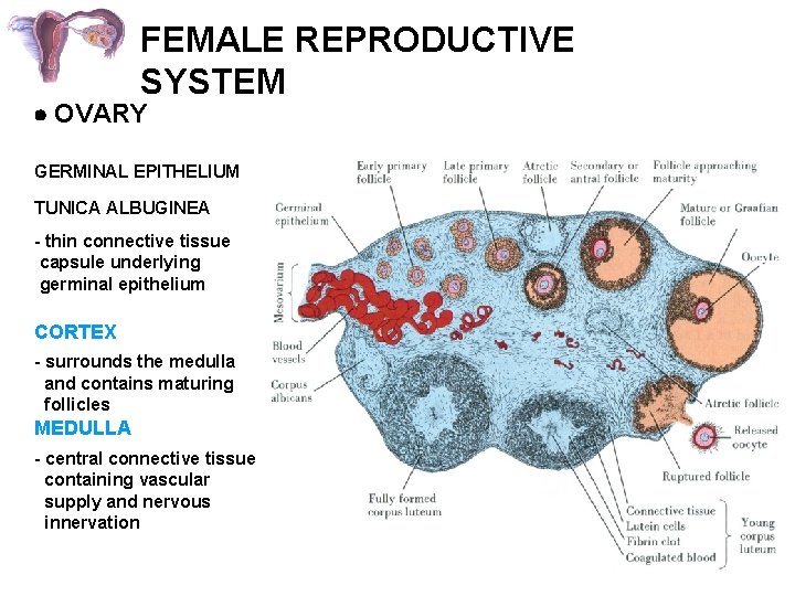 FEMALE REPRODUCTIVE SYSTEM OVARY GERMINAL EPITHELIUM TUNICA ALBUGINEA - thin connective tissue capsule underlying