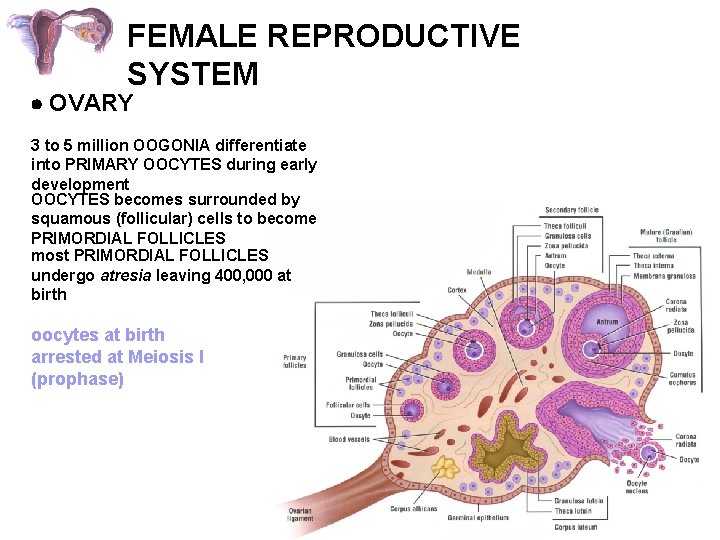 FEMALE REPRODUCTIVE SYSTEM OVARY 3 to 5 million OOGONIA differentiate into PRIMARY OOCYTES during