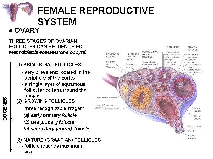 FEMALE REPRODUCTIVE SYSTEM OVARY THREE STAGES OF OVARIAN FOLLICLES CAN BE IDENTIFIED (each follicle