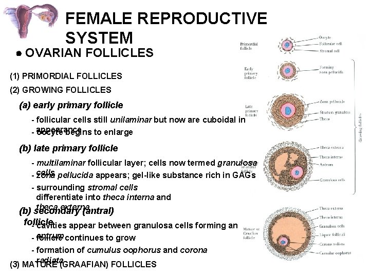 FEMALE REPRODUCTIVE SYSTEM OVARIAN FOLLICLES (1) PRIMORDIAL FOLLICLES (2) GROWING FOLLICLES (a) early primary