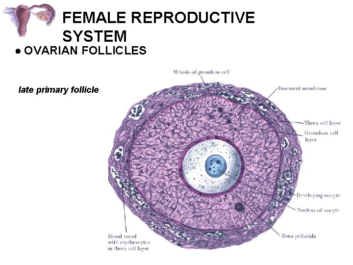FEMALE REPRODUCTIVE SYSTEM OVARIAN FOLLICLES late primary follicle 