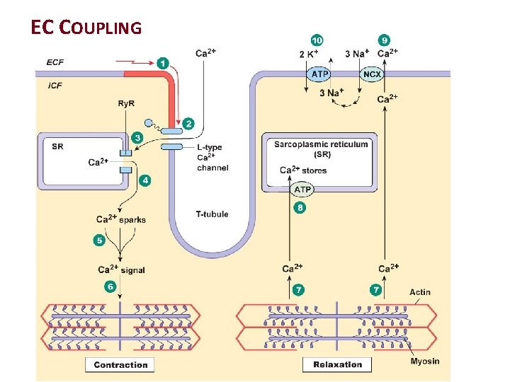 CH 13 HEART concepts SLOS Distinguish between pulmonary
