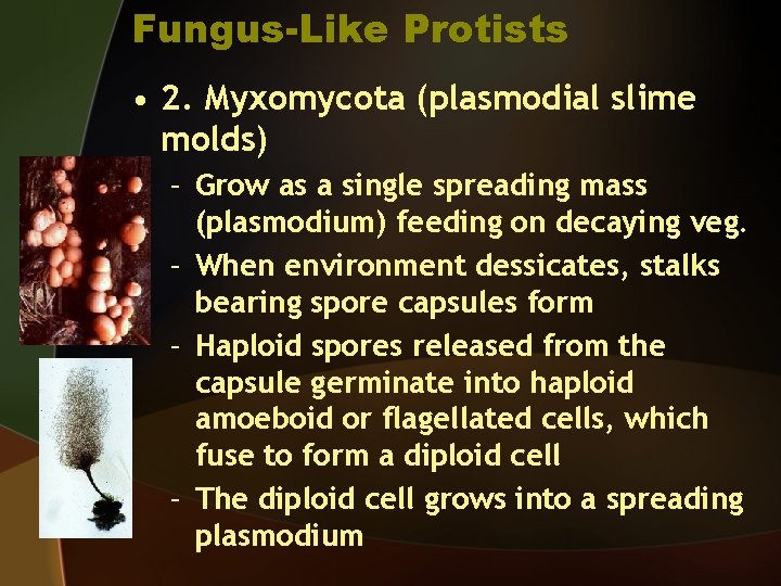 Fungus-Like Protists • 2. Myxomycota (plasmodial slime molds) – Grow as a single spreading