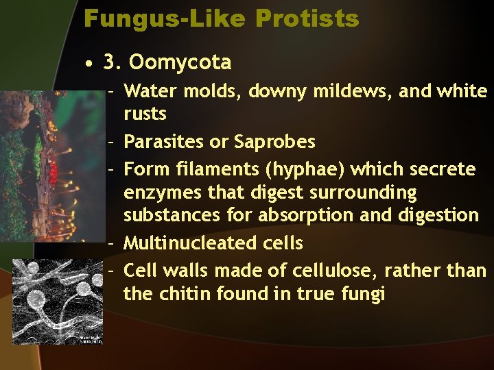 Fungus-Like Protists • 3. Oomycota – Water molds, downy mildews, and white rusts –