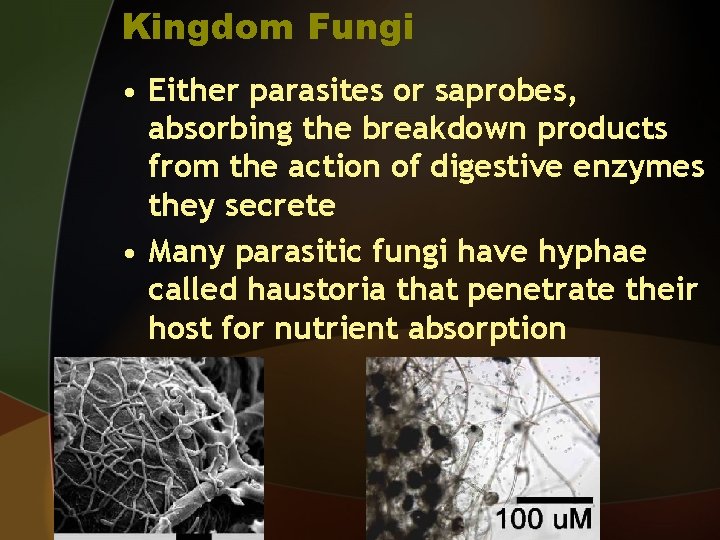 Kingdom Fungi • Either parasites or saprobes, absorbing the breakdown products from the action