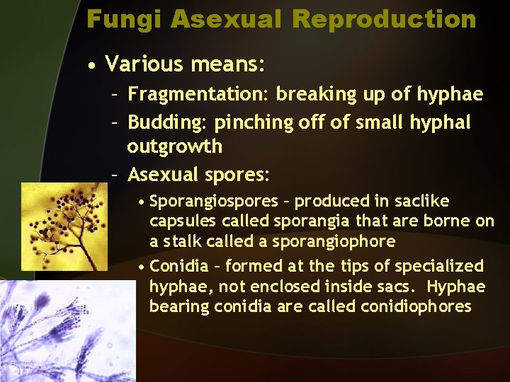 Fungi Asexual Reproduction • Various means: – Fragmentation: breaking up of hyphae – Budding: