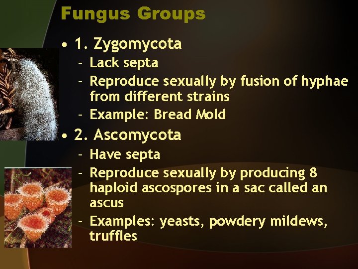 Fungus Groups • 1. Zygomycota – Lack septa – Reproduce sexually by fusion of