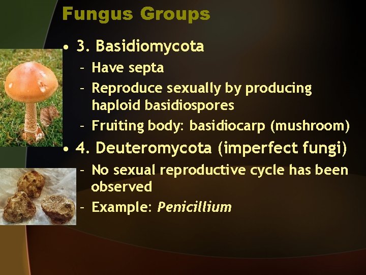 Fungus Groups • 3. Basidiomycota – Have septa – Reproduce sexually by producing haploid