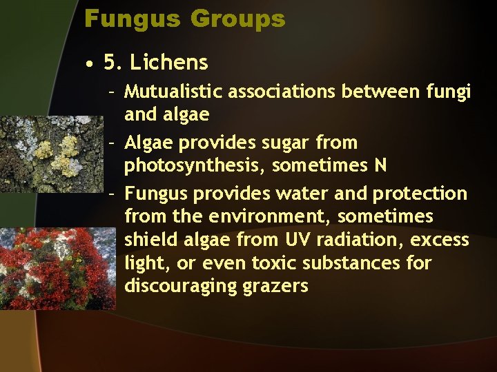 Fungus Groups • 5. Lichens – Mutualistic associations between fungi and algae – Algae