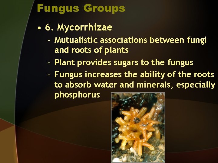 Fungus Groups • 6. Mycorrhizae – Mutualistic associations between fungi and roots of plants
