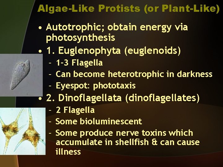 Algae-Like Protists (or Plant-Like) • Autotrophic; obtain energy via photosynthesis • 1. Euglenophyta (euglenoids)