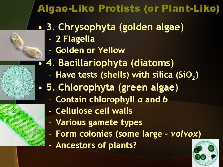 Algae-Like Protists (or Plant-Like) • 3. Chrysophyta (golden algae) – 2 Flagella – Golden