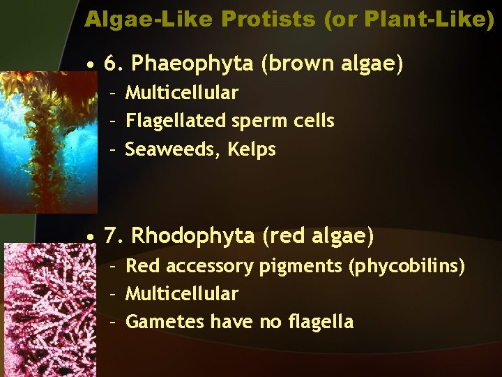 Algae-Like Protists (or Plant-Like) • 6. Phaeophyta (brown algae) – Multicellular – Flagellated sperm