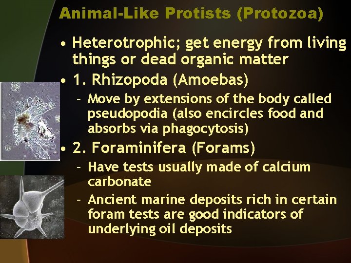 Animal-Like Protists (Protozoa) • Heterotrophic; get energy from living things or dead organic matter