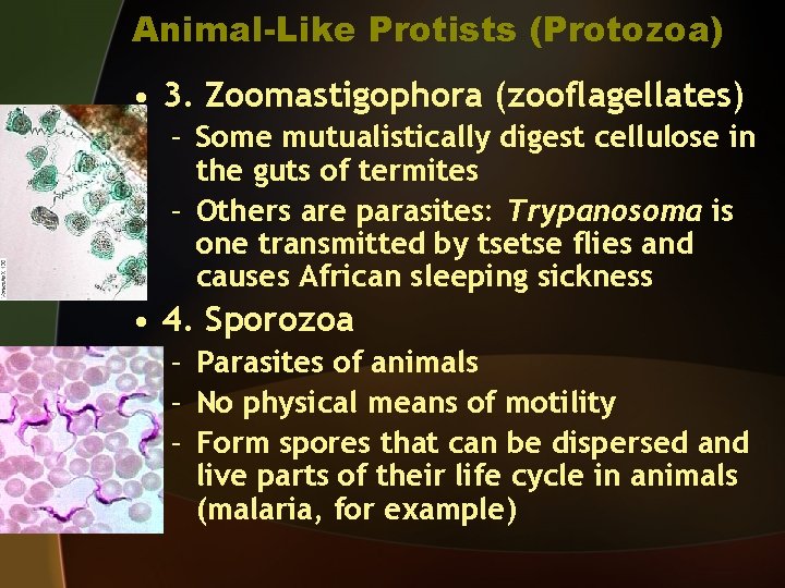 Animal-Like Protists (Protozoa) • 3. Zoomastigophora (zooflagellates) – Some mutualistically digest cellulose in the