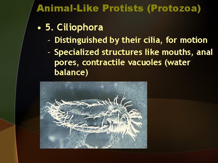 Animal-Like Protists (Protozoa) • 5. Ciliophora – Distinguished by their cilia, for motion –