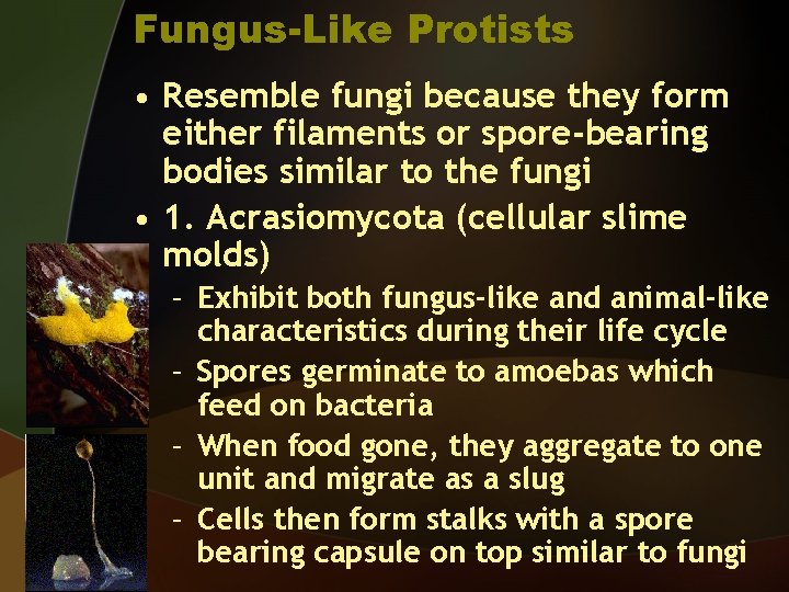 Fungus-Like Protists • Resemble fungi because they form either filaments or spore-bearing bodies similar