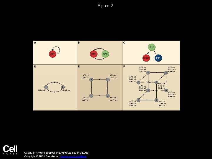 Figure 2 Cell 2011 144874 -885 DOI: (10. 1016/j. cell. 2011. 03. 006) Copyright