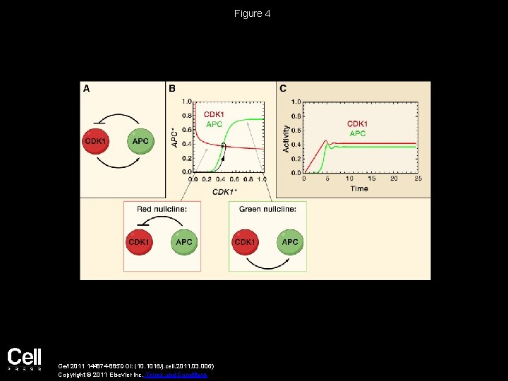 Figure 4 Cell 2011 144874 -885 DOI: (10. 1016/j. cell. 2011. 03. 006) Copyright