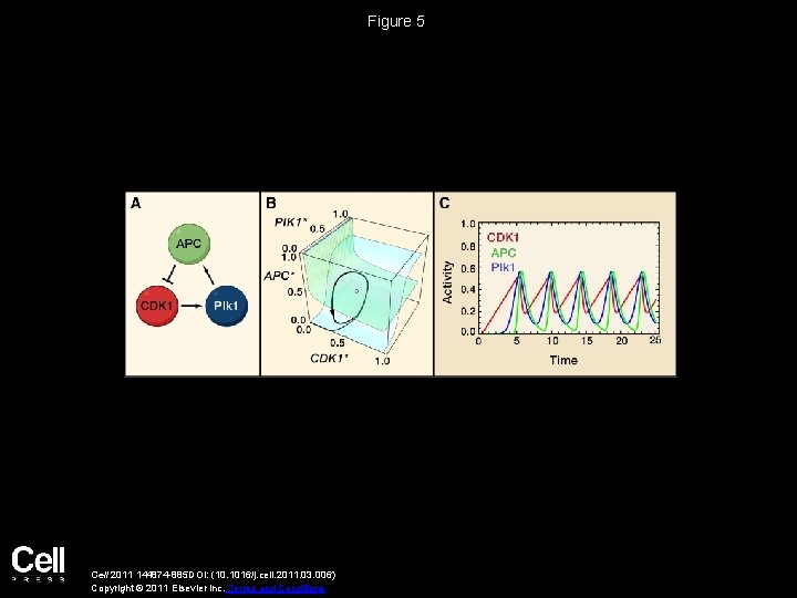 Figure 5 Cell 2011 144874 -885 DOI: (10. 1016/j. cell. 2011. 03. 006) Copyright
