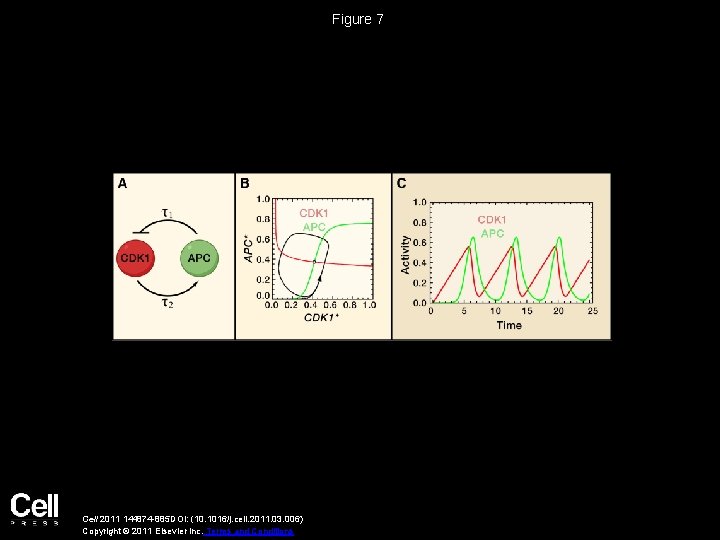 Figure 7 Cell 2011 144874 -885 DOI: (10. 1016/j. cell. 2011. 03. 006) Copyright
