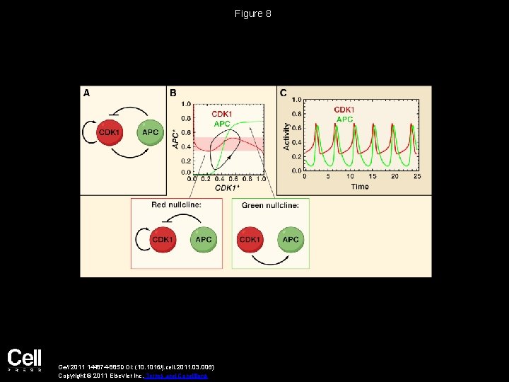 Figure 8 Cell 2011 144874 -885 DOI: (10. 1016/j. cell. 2011. 03. 006) Copyright