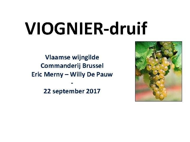 VIOGNIER-druif Vlaamse wijngilde Commanderij Brussel Eric Merny – Willy De Pauw 22 september 2017