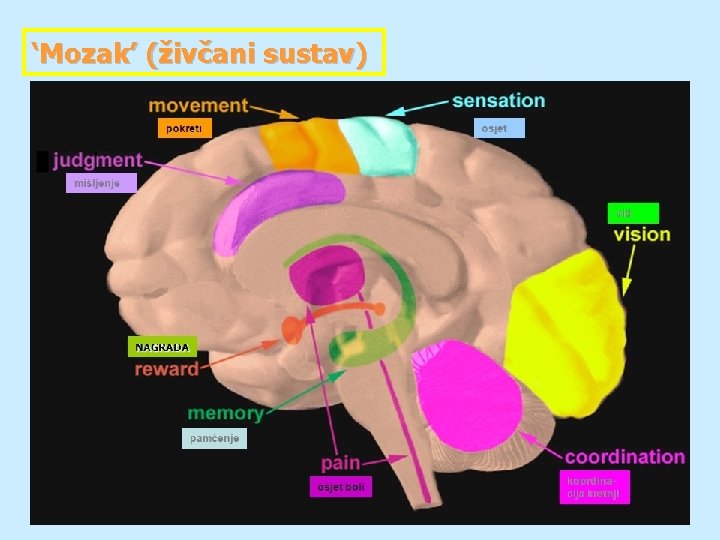 ‘Mozak’ (živčani sustav) 