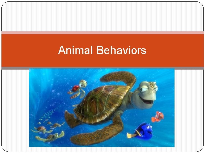 Animal Behaviors 