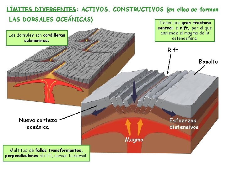 LÍMITES DIVERGENTES: ACTIVOS, CONSTRUCTIVOS (en ellos se forman LAS DORSALES OCEÁNICAS) Tienen una gran LÍMITES DIVERGENTES: ACTIVOS, CONSTRUCTIVOS (en ellos se forman LAS DORSALES OCEÁNICAS) Tienen una gran